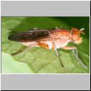 Sciomyzidae sp - Hornfliege 01b 8mm.jpg